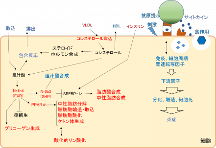 ポモル酸図2.png